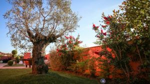 Giardini | Vivaio a Pisa | Oasi del Verde