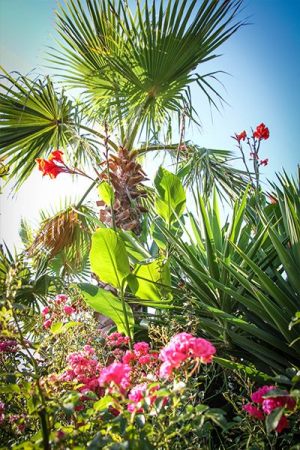 Giardini | Vivaio a Pisa | Oasi del Verde