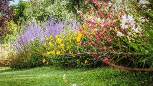 Giardini | Vivaio a Pisa | Oasi del Verde