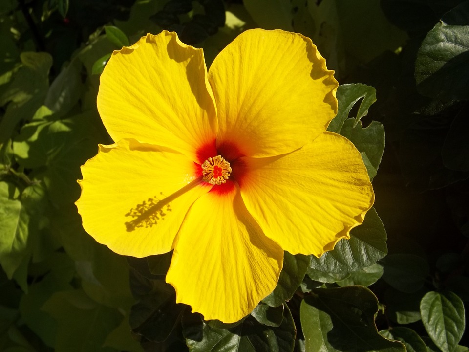 ibisco giallo