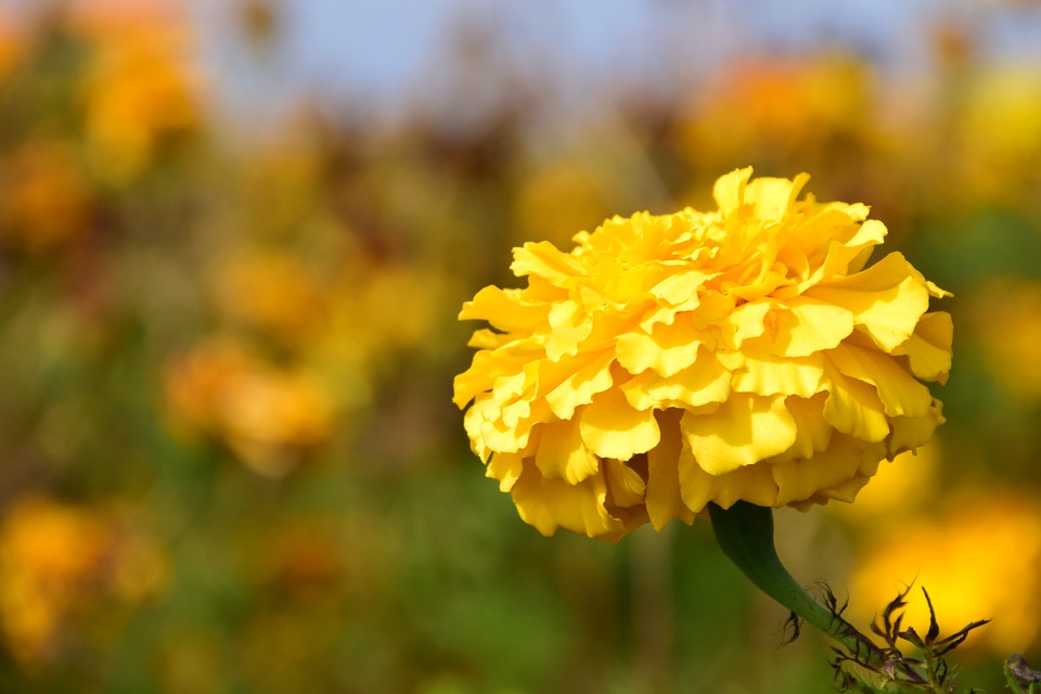 Tagete giallo