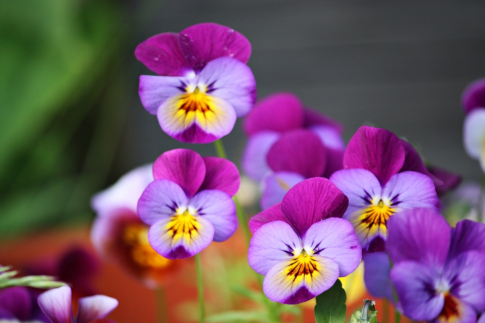 violette